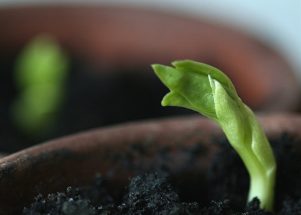 broadbean sprouting
