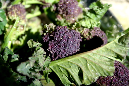 purple sprouting broccoli