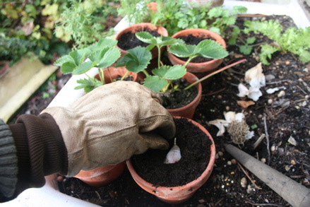Planting Garlic cloves