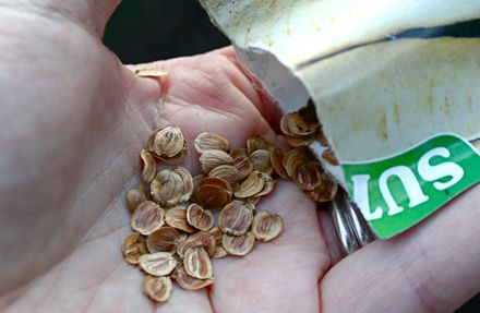 parsnip-seeds.jpg