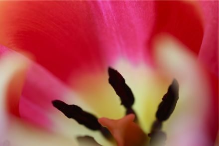 tulip_pink.jpg