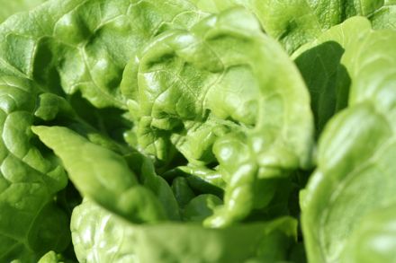 lettuce-w.jpg