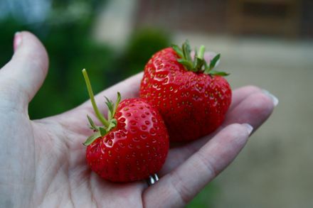 strawberry_2.jpg
