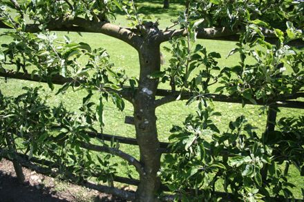 Pruning espalier fruit trees summer