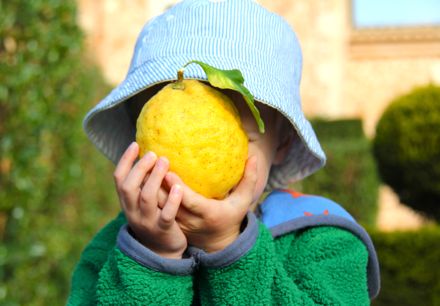 lemons_1