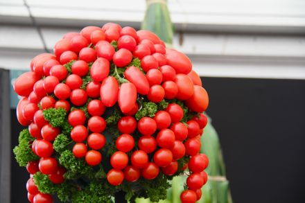 farmer_2