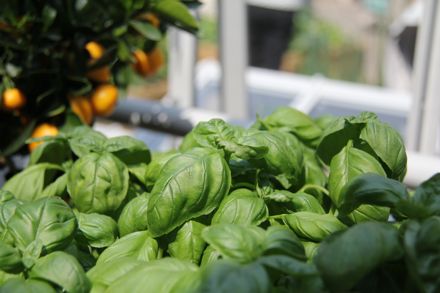 greenhouse_1