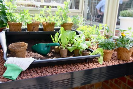 greenhouse_3