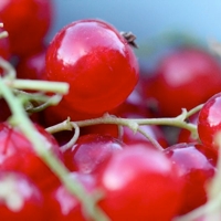 grow some soft fruit