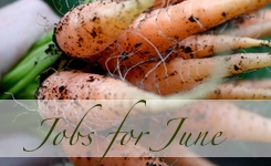 Jobs for June