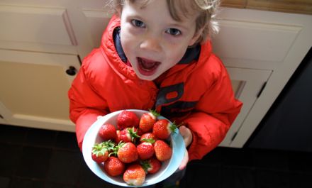 strawberry picker