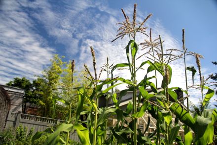 sweetcorn