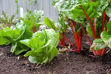 lettuce and chard