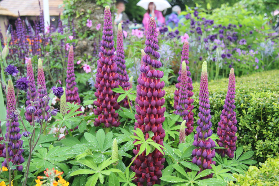Trends lupins