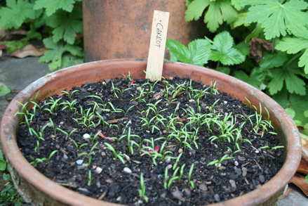 growing carrots in a pot