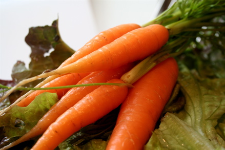 carrot harvest