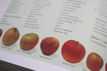 Choosing which apple variety