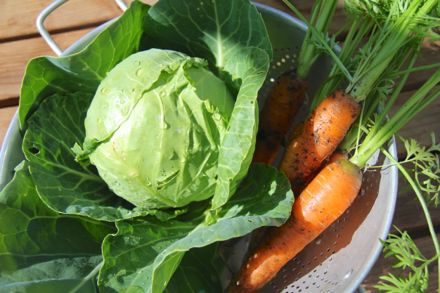 cabbage_carrots