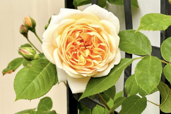 Rose - Teasing Georgia, David Austin rose